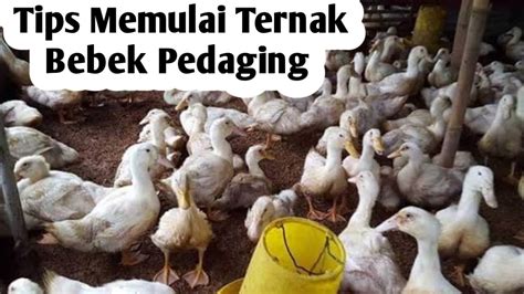 Tips Memulai Ternak Bebek Pedaging Waktu Panen Hanya 40 Hari