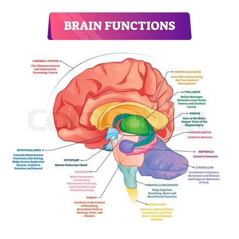 Brain functions vector illustration. Labeled explanation organ parts scheme | Stock vector ...