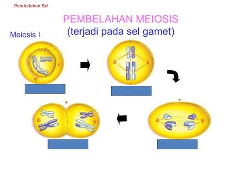 materi biologi pembelahan sel kelas xi sma