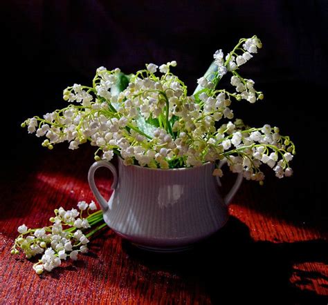 Pin by Римма Стукаленко on ландыши Lily of the valley Beautiful