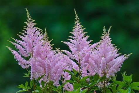 Top 10 Perennial Flowers for Shade - Birds and Blooms