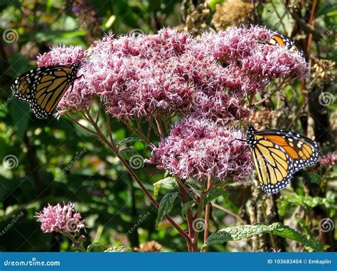 Mariposas De Monarca Del Lago Toronto En El Cannabinum 20 Del