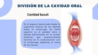 La cavidad oral Anatomía C Y C pdf pdfs Descarga Gratuita