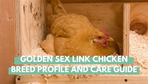 Golden Sex Link Chicken Breed Profile And Care Guide