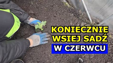 Czerwiec To Ostateczny Termin Na Siewy Tych Warzyw Co Sia Sadzi W