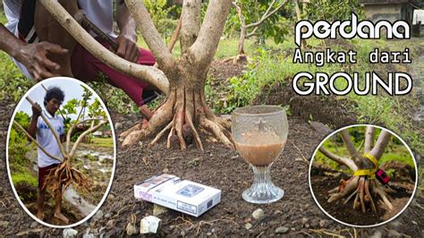 Proses Angkat Bahan Bonsai Sancang Dilahan Ground YouTube