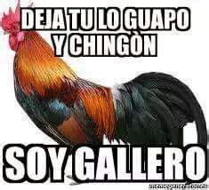 Pin De Mely Ortiz En Palabras Para El Alma Arte Del Gallo Gallos De