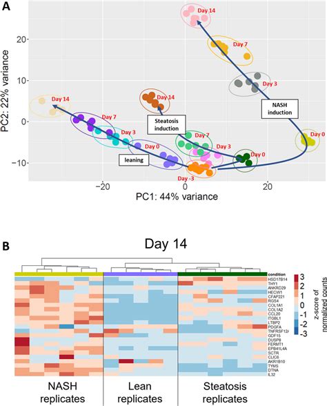 Transcriptome Analysis Of Lean Steatotic And Nash Model A