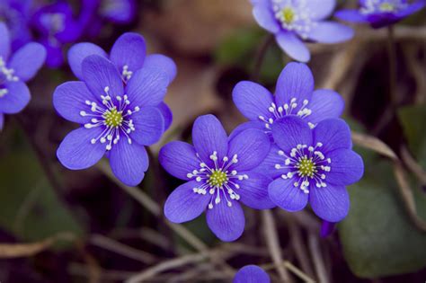 Hepatica Nobilis Liverleaf