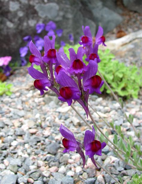 Linaria alpina | North American Rock Garden Society