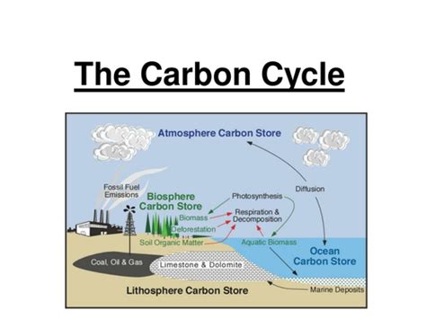 Gcse Carbon And Nitrogen Cycle Teaching Resources