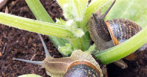 How To Protect Your Garden From Slugs And Snails Gardeners Path