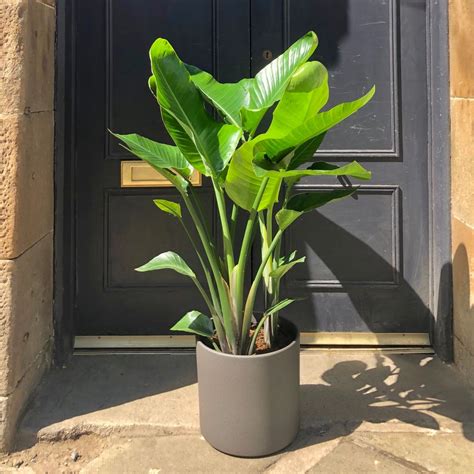 Strelitzia Nicolai 120cm Grow Urban