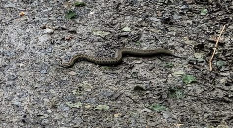 Dou Vipere Capturate De Jandarmi N Zona Campingului Valea Z Nelor