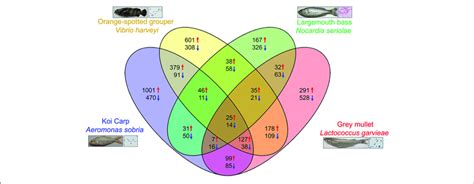 Venn Diagrams Showing Overlaps Of Up And Down Regulated Genes Among