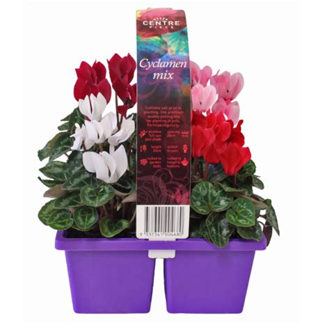 Cyclamen Burgundy