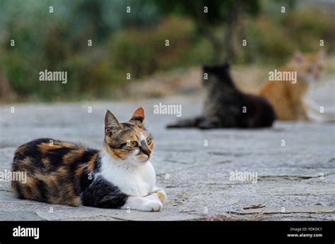 Calico Cats Hi Res Stock Photography And Images Alamy