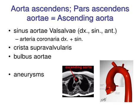 Ppt Arterial System Systema Arteriarum Powerpoint Presentation Free