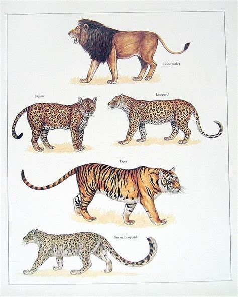 Lion Jaguar Leopard Tiger Snow Leopard by mysunshinevintage