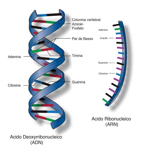 Arn Concepto Estructura Y Funcion Idea E Inspiraci N