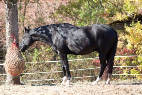 Sand Colic in Horses: Causes, Symptoms, and Prevention - Savvy Horsewoman