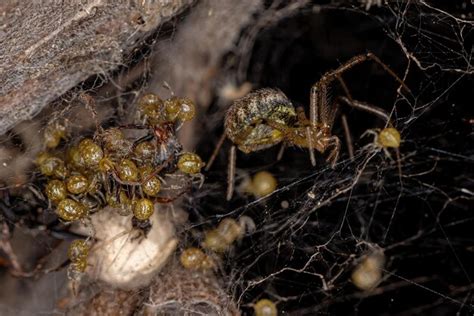 Premium Photo | Adult female cobweb spider of the family theridiidae ...