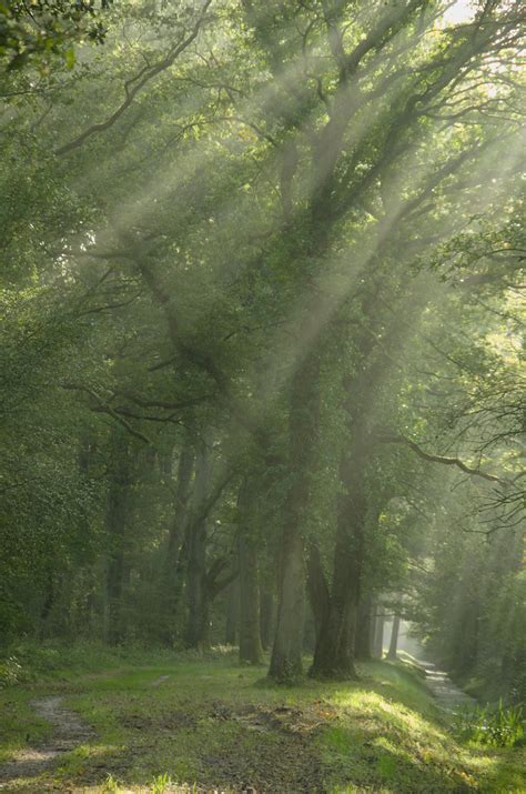 sous bois dans la brume ensoleillée François Reitz Flickr