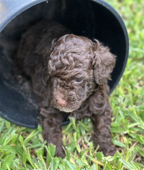 Chocolate Poodle Puppy