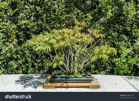 Sumac Tree Bonsai Isolated Outdoors Stock Photo 538566316 Shutterstock