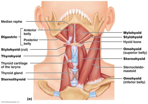 Axial Muscles CH 10 Flashcards Quizlet