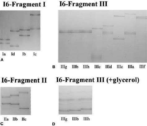 Pcr Sscp Analysis Of Intron 6 Of The Abo Gene Only The Patterns Of