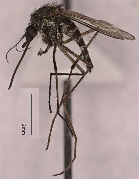 Four Species Of Arctic Mosquitoes Insecta Diptera Culicidae Aedes