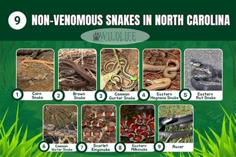 Non Venomous Snakes In North Carolina Wildlife Informer