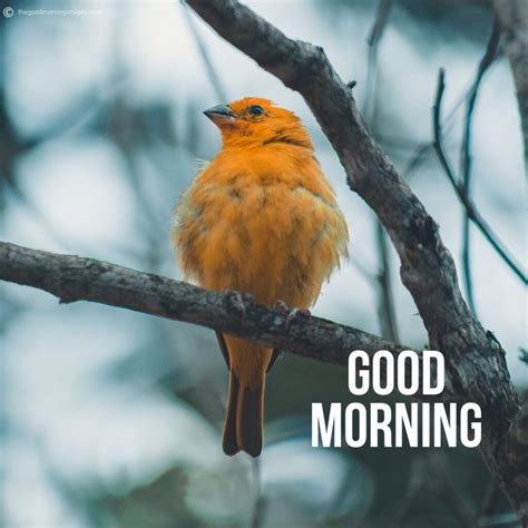 50 Best Good Morning Birds Images To Wish Anyone 2020