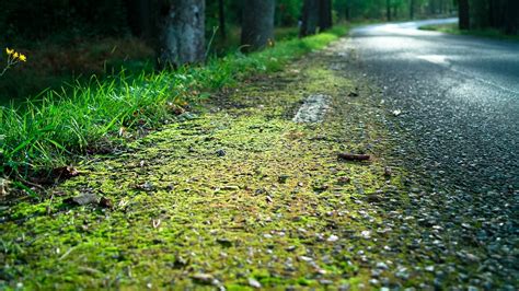 Wallpaper Roadside Road Edge Moss Asphalt Grass 1920x1080 Wallup 669465 Hd