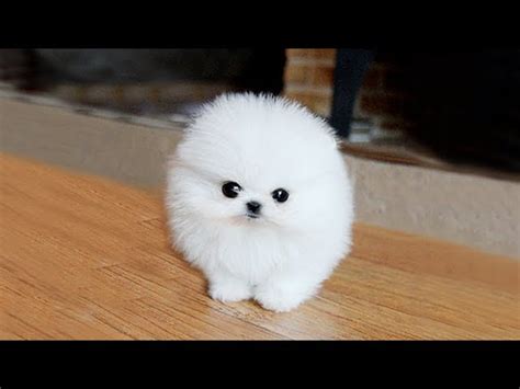 Toy Pomeranian Dog Images | Wow Blog