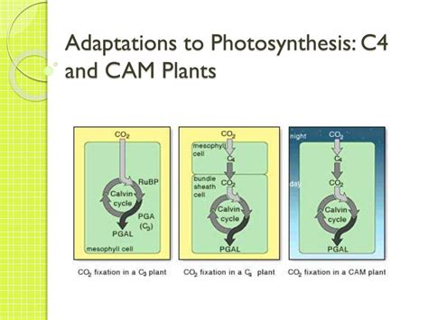 PPT - Adaptations to Photosynthesis: C4 and CAM Plants PowerPoint Presentation - ID:2028676