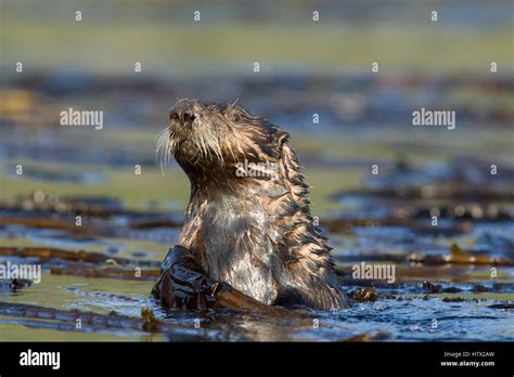 Nutria Marina Enhydra Lutris En Cama Kelp Kodiak Alaska Fotograf A