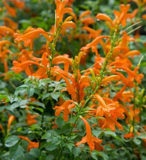 Cape Town Orange Tecomaria Sunset Plant Collection