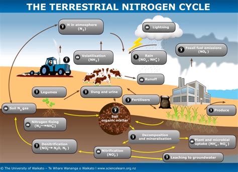 The Terrestrial Nitrogen Cycle — Science Learning Hub