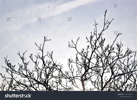 Tree Silhouette White Background Stock Photo (Edit Now) 1190155099