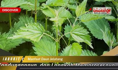 Bukan Cuma Daun Kemangi Yuk Ketahui Manfaat Daun Jelatang Yang