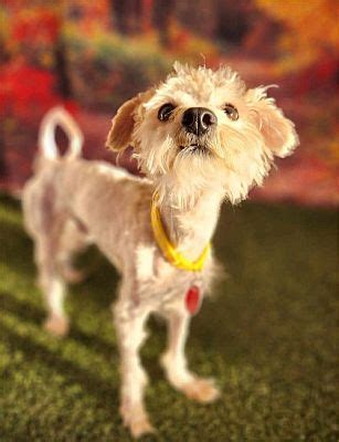 Phoenix Az Poodle Miniature Maltese Meet Pumpkin Pie A Pet For