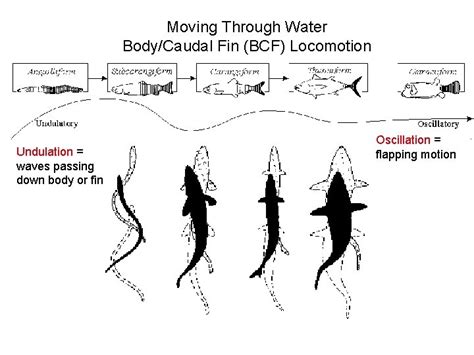 Fish Locomotion Definition The Result Of Interactions Between