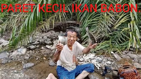 TIDAK DISANGKA PARET KECIL ADA IKAN BABON YouTube