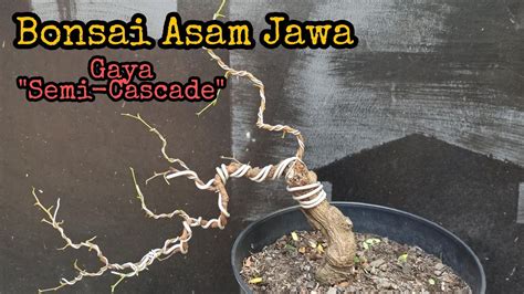 MEMBENTUK BAHAN BONSAI ASAM JAWA DENGAN GAYA SEMI CASCADE Asamjawa