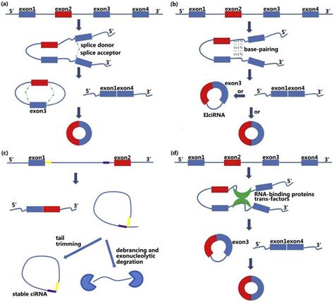 环状rna （circrna）360度剖析 纽普生物