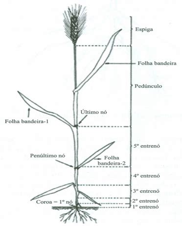 Trigo