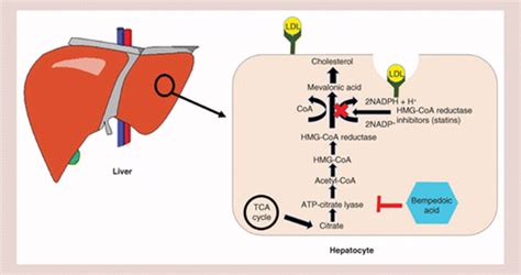 The Mechanism Of Action And Use Of Ezetimibe And Or Bempedoic Acid In