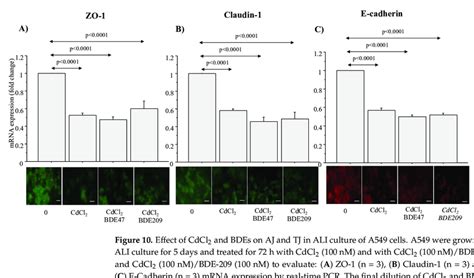 Effect Of CdCl2 And BDEs On AJ And TJ In ALI Culture Of A549 Cells